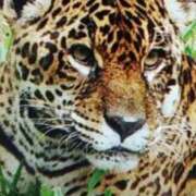 志摩 大寒 セクシーキャット 神田店