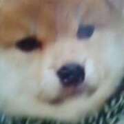 ヒメ日記 2026/01/24 18:56 投稿 志摩 セクシーキャット 神田店