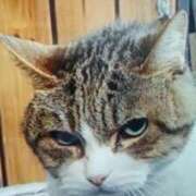 ヒメ日記 2026/02/03 15:37 投稿 志摩 セクシーキャット 神田店