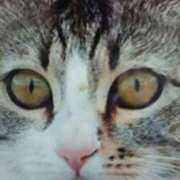 ヒメ日記 2026/02/04 19:39 投稿 志摩 セクシーキャット 神田店