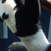 ヒメ日記 2026/02/05 15:36 投稿 志摩 セクシーキャット 神田店