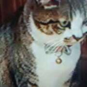 ヒメ日記 2026/02/07 15:38 投稿 志摩 セクシーキャット 神田店