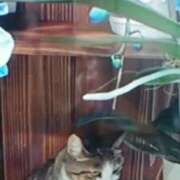 ヒメ日記 2026/02/12 15:38 投稿 志摩 セクシーキャット 神田店