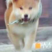 ヒメ日記 2026/03/12 21:24 投稿 志摩 セクシーキャット 神田店