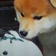 ヒメ日記 2026/03/13 19:08 投稿 志摩 セクシーキャット 神田店