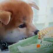 ヒメ日記 2026/03/20 18:54 投稿 志摩 セクシーキャット 神田店