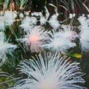 ヒメ日記 2026/03/21 18:38 投稿 志摩 セクシーキャット 神田店