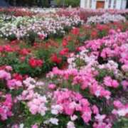 ヒメ日記 2026/04/16 15:43 投稿 志摩 セクシーキャット 神田店