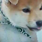 ヒメ日記 2026/04/23 21:15 投稿 志摩 セクシーキャット 神田店