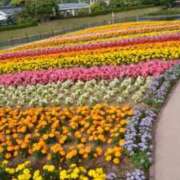 ヒメ日記 2026/04/24 15:15 投稿 志摩 セクシーキャット 神田店