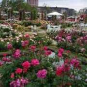 ヒメ日記 2026/04/24 18:57 投稿 志摩 セクシーキャット 神田店