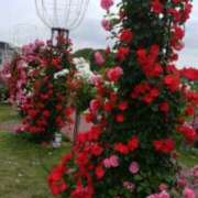 ヒメ日記 2026/04/28 19:52 投稿 志摩 セクシーキャット 神田店