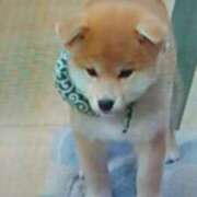 ヒメ日記 2026/08/13 21:03 投稿 志摩 セクシーキャット 神田店