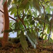 ヒメ日記 2024/12/16 16:55 投稿 まりあ セクシーキャット 神田店