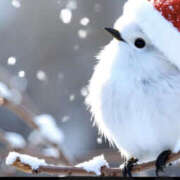 ヒメ日記 2024/12/16 21:00 投稿 まりあ セクシーキャット 神田店