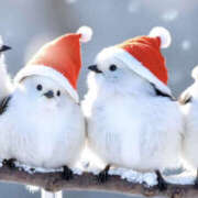 ヒメ日記 2024/12/19 21:00 投稿 まりあ セクシーキャット 神田店