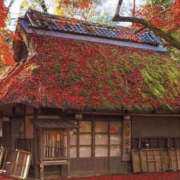 ヒメ日記 2024/12/21 16:57 投稿 まりあ セクシーキャット 神田店