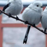 ヒメ日記 2025/01/06 20:55 投稿 まりあ セクシーキャット 神田店