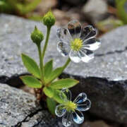 ヒメ日記 2025/01/31 20:49 投稿 まりあ セクシーキャット 神田店