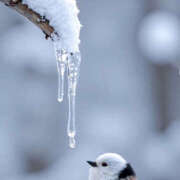 ヒメ日記 2025/02/15 20:57 投稿 まりあ セクシーキャット 神田店