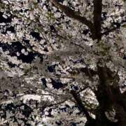 ヒメ日記 2025/04/19 23:00 投稿 まりあ セクシーキャット 神田店