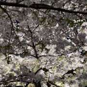 ヒメ日記 2025/04/21 23:00 投稿 まりあ セクシーキャット 神田店