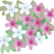 ヒメ日記 2025/04/25 15:55 投稿 まりあ セクシーキャット 神田店