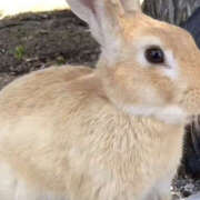 ヒメ日記 2025/05/29 20:55 投稿 まりあ セクシーキャット 神田店