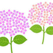 ヒメ日記 2025/06/11 16:59 投稿 まりあ セクシーキャット 神田店