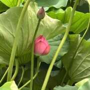 ヒメ日記 2025/08/13 16:59 投稿 まりあ セクシーキャット 神田店