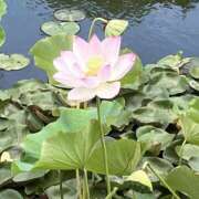 ヒメ日記 2025/08/14 16:59 投稿 まりあ セクシーキャット 神田店