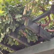 ヒメ日記 2025/08/16 16:59 投稿 まりあ セクシーキャット 神田店