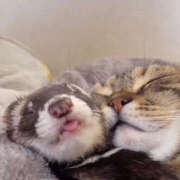 ヒメ日記 2025/08/13 21:00 投稿 まりあ セクシーキャット 神田店