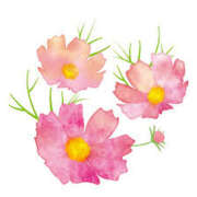 ヒメ日記 2025/09/18 16:59 投稿 まりあ セクシーキャット 神田店