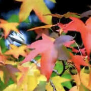 ヒメ日記 2025/10/20 15:59 投稿 まりあ セクシーキャット 神田店