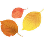 ヒメ日記 2025/10/23 16:59 投稿 まりあ セクシーキャット 神田店