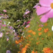 ヒメ日記 2025/10/29 16:59 投稿 まりあ セクシーキャット 神田店