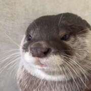 ヒメ日記 2025/11/17 21:00 投稿 まりあ セクシーキャット 神田店