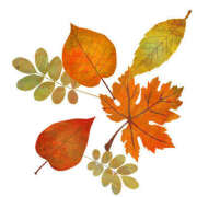 ヒメ日記 2025/11/22 15:29 投稿 まりあ セクシーキャット 神田店