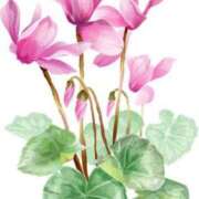 ヒメ日記 2025/12/10 16:59 投稿 まりあ セクシーキャット 神田店