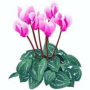 まりあ 出社しました セクシーキャット 神田店