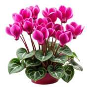 ヒメ日記 2025/12/15 15:59 投稿 まりあ セクシーキャット 神田店