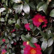 ヒメ日記 2026/01/19 15:59 投稿 まりあ セクシーキャット 神田店