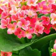 ヒメ日記 2026/02/14 16:59 投稿 まりあ セクシーキャット 神田店