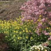 ヒメ日記 2026/02/22 15:29 投稿 まりあ セクシーキャット 神田店