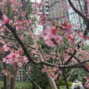 ヒメ日記 2026/02/26 16:59 投稿 まりあ セクシーキャット 神田店