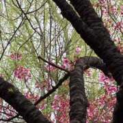 まりあ 出社しました セクシーキャット 神田店