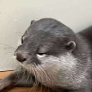 ヒメ日記 2026/03/05 21:00 投稿 まりあ セクシーキャット 神田店