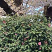 ヒメ日記 2026/04/04 16:59 投稿 まりあ セクシーキャット 神田店