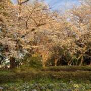 ヒメ日記 2026/04/06 15:59 投稿 まりあ セクシーキャット 神田店